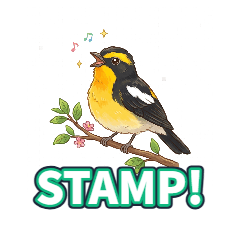 Narcissus Flycatcher