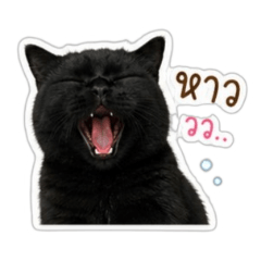 Le Chat Noir the black cat