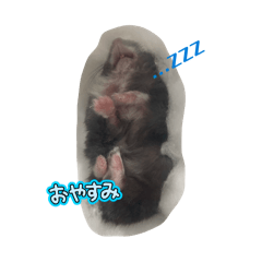 うちのハムちゃん's