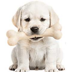 MooToon Funny Labrador V.4