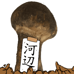 松茸研究家河辺さんのマツタケ