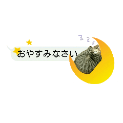 我が家のてまりさん。