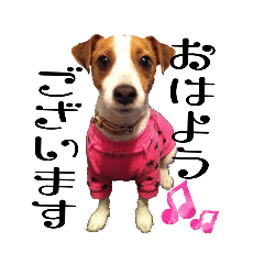 毎日使えるジャックラッセルテリア君♪