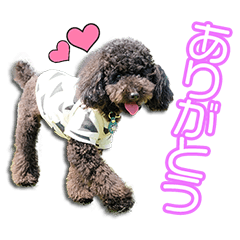 伊藤家のヤマトくん