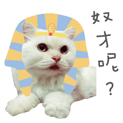 毎日ポギー猫