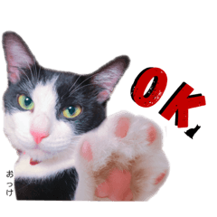 てんてん（ハチワレねこの日常）