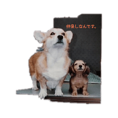 我が家のコーギー＆ダックス
