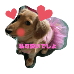 可愛いまいぺっと