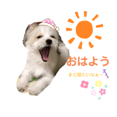 癒しのむぎちゃん