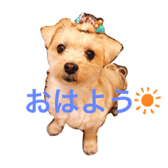 ちゃまちゃまの日常