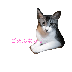 にゃんにゃん様たち