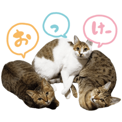 菅沼家の猫たちver.1