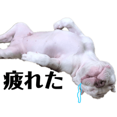 ピットブルのルッチ