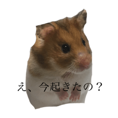 ハムスター11