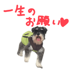 シュナウザーの写真スタンプ