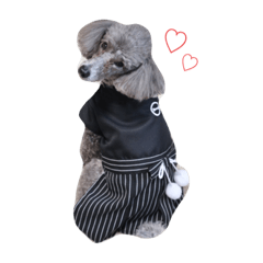 シルバープードルルイちゃんのスタンプ