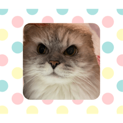 ねこのぽこちゃん