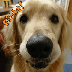 ゴールデンレトリバー・ネス 01