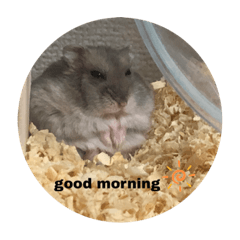 はむちゃんの日常！