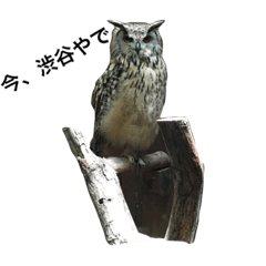 梟と田園都市線と