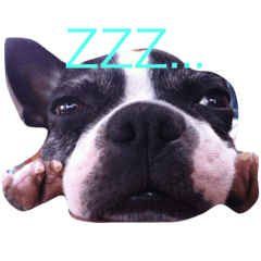 ボストンテリアのCocoちゃん