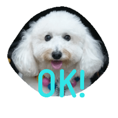 白プードルは言いました...