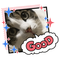 いろいろ使える、日常ネコちょこスタンプ