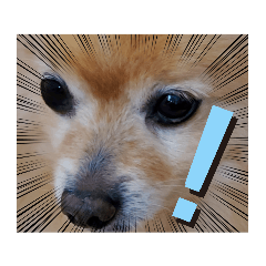 ポメラニアン秋田美人らんちゃん