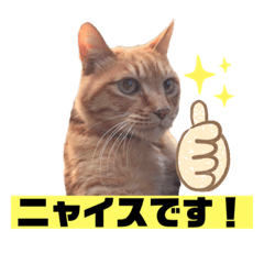 茶虎猫のニャン神タイガース　普通Ver.