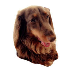 いぬとねこのいる生活