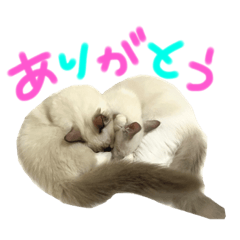 どるあとそいらの日常①