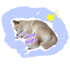 しばいぬのさくらとまつもと