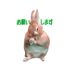 うさぎのメイプルくん