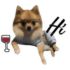 ポメラニアン ティノ★スタンプ  3