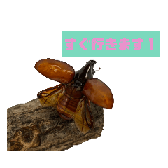 昆虫スタンプ(実写)PART1