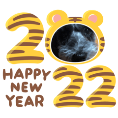 ミニチュアシュナウザーわんわん可愛いな