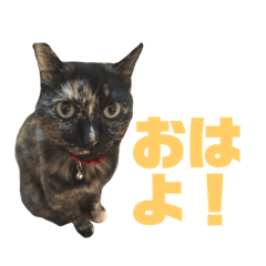 サビ猫けちこの毎日