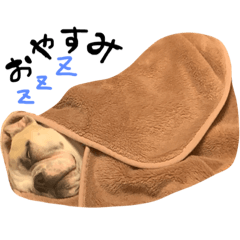 ボブチーニの日常