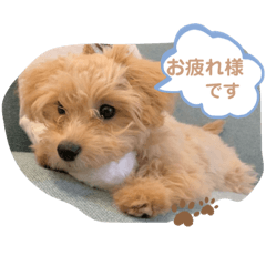 あんずのスタンプ (よく使う言葉)