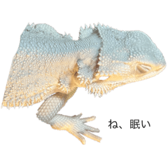 フトアゴの白子ちゃん