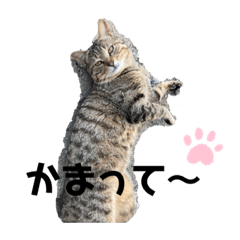 ねこねこいぬいぬいんこ