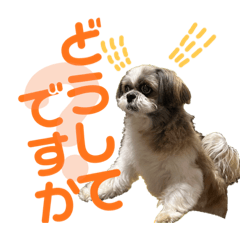 シーズーまころんのスタンプNo.2