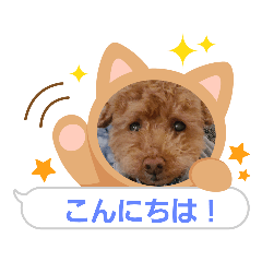 トイプークッキーくん！