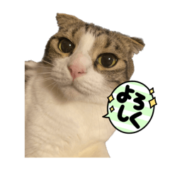 森川家の猫サマ✩