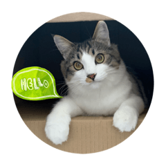 モフポヨ猫　ぽんちゃん