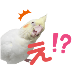 オカメインコスタンプ挨拶