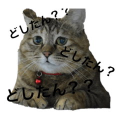 大分弁を話す猫のキキ