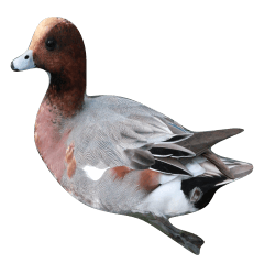 水辺に住むヒドリガモ