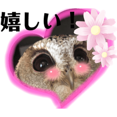 カラードコノハズク小麦②