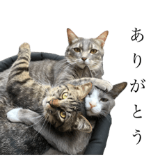 ペコニニモーリースタンプ